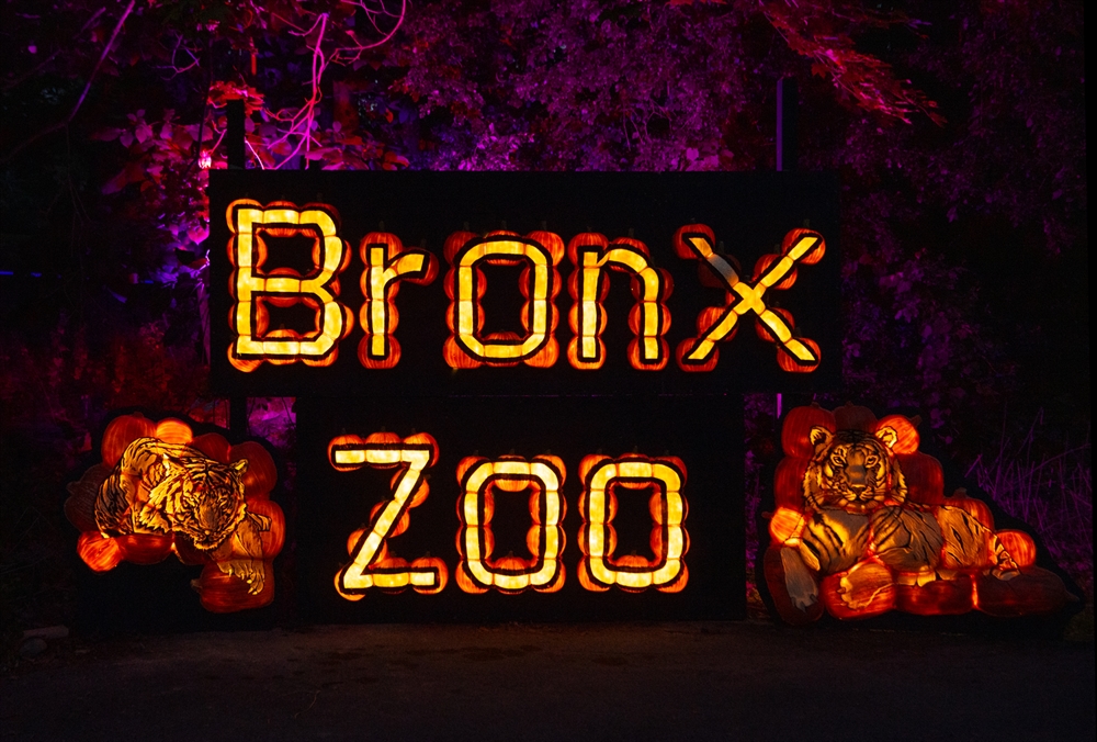 Pumpkins Nights at the Bronx Zoo A HalfMile JackO’Lantern Trail to